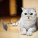 MagiDeal Interactive Plush Mouse Toy for Kittens - Funny Hanging Door Catcher - Buy Online on GoSupps.com