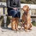 TRIXIE BE NORDIC V-Leash for Large Dogs - Adjustable 2m Dog Leash in Dark Grey/Brown - High-Quality Accessory for Big Breeds - 17231 L-XL - Buy Online on GoSupps.com