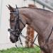 NEFTF Horse Reins Elastic Neck Stretcher - Adjustable Training Rope 9.8ft - Buy Online on GoSupps.com