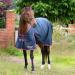 Gallop Trojan 600d Standard Neck 100g Turnout Rug 6'6" (EU 145cm) - Buy Online on GoSupps.com
