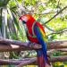 Ruqias Pet Bird Harness Leash for Macaw Cockatoos with Buckle Adorable Rainbow Design Safe Parrot Leash Pet Harness Outdoor Adjustable Anti Bite Training Rope for Macaw Large Size Bird L Green - Buy Online on GoSupps.com