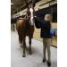 BasEQ Lily Children's Low-Rise Jodhpurs Euro Seat & Knee Patch - Tan 8 - Buy Online on GoSupps.com