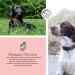 Annimally Flea & Tick Protection Spot On for Dogs (20-30kg) - 3 Months Long-Lasting Efficacy | Effective Tick & Flea Remedy - Buy Online on GoSupps.com