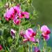Benoon Sweet Pea Seeds, 50pcs/Bag Fast Growing Hardy Plant Seeds Sweet Pea Seeds