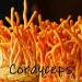 Earth Cap Mushrooms Sunrise 6 Mushroom Supplement Capsule - Chaga Cordyceps Lion's Mane Maitake Reishi Turkey Tail Real Fruiting Body - No Fillers - Buy Online on GoSupps.com