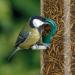 Buy GardenersDream Dried Mealworms - Premium Wild Bird Food (1L) for Gardeners - International Shipping Available - Buy Online on GoSupps.com