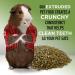 Stoter Farm Timothy Enriched Guinea Pig Food (5.5 LBS) 2.5 kg (Pack of 1) - Buy Online on GoSupps.com