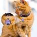 Yhananti Personalized Engraved Silicone Dog Tag - Quiet Waterproof & Customizable for Dogs & Cats | Name Phone & Address - Buy Online on GoSupps.com