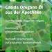 Buy Casida Organic Oregano Oil - 10 ml | Natural Food Quality for Aromatherapy & Diffusers | Premium Essential Oil - Buy Online on GoSupps.com