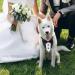 Dog Tuxedo and Bandana Set Wedding Bandana Collar with Bow Tie Adjustable Dog Tuxedo Suit Formal Dog Costumes Pet Party Tux for Small Medium Large Dogs Pets(Small: Neck 12.5 -21 ) - Buy Online on GoSupps.com