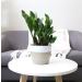 Costa Farms ZZ Plant in 12-Inch White-Natural Dcor Planter for Great Room Decor - Buy Online on GoSupps.com