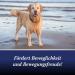 Canosept Joint Tablets for Dogs - Unique Formula with Green Lipped Mussel Glucosamine & Omega 3 - 80 Tablets for Joint & Bone Health Osteoarthritis Relief - Buy Online on GoSupps.com