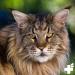 Reavet Maine Coon Complex Premium Supplement for Large Cats | Specialized Maine Coon Food for Optimal Health - Buy Online on GoSupps.com