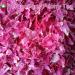 100% Natural Herbacous Peony Tea - Anti-Aging & Freckles Removal | Pink Peony Bud Flower Tea 30g - Buy Online on GoSupps.com