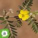Organic Tribulus Terrestris Powder - High Dose 100g | Antioxidant & Anti-Inflammatory Supplement with Vitamin C Alkaloids & Amino Acids - Buy Online on GoSupps.com