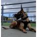 Dingo Gear Rubberized Metal Muzzle for Rottweiler - Professional & Comfortable Long Walks | Universal Fit S03045 - Buy Online on GoSupps.com