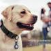DAGANXI Tactical Dog Collar - Adjustable Military Training Nylon Collar for Medium and Large Dogs - Control Handle, Heavy Metal Buckle - Includes Patches and Airtags Case - (Color: Black, Size: Large) - Buy Online on GoSupps.com