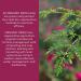 Organic India Triphala Herbal Supplement - 180 Capsules for Digestion, Immune Support, Vegan & Non-GMO - Buy Online on GoSupps.com