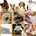 Qosneoun Centric Dog Toothbrush - 360 Dual Head Soft Silicone Pet Toothbrush with Tongue Scraper | Durable & Gentle for Dogs - Buy Online on GoSupps.com