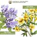 Natural Immune Support Supplement. Tincture of: Quina OSHA Echinacea Lomatium Forsythia Cat's Claw PAU d Arco Turmeric Umckaloabo Ginseng Bupleurum and Other Herbs 2x2 oz Alcohol-Based 4 Fl Oz (Pack of 1) - Buy Online on GoSupps.com