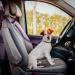 Adjustable Dog Seat Belt with Elastic Cushioning & Reflective Headrests - Universal Fit for All Breeds - Violet - Buy Online on GoSupps.com