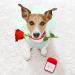 Luxury Dog Wedding Dress - Princess Puppy Skirt & Evening Dress | Summer Bowknot Clothing for Small Dogs (M Green) - Buy Online on GoSupps.com