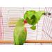 Pack of 4 Bird Feeders: Cage & Food Holder, No Mess Parakeet Food Bowl, Hanging Parrot Water Dispenser, Seed Cage Cups - Replacement Feeder Bowls - Buy Online on GoSupps.com