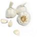 Kejora Fresh Garlic Bulbs - Pack of 5 Bulbs for Flavourful Cooking - Buy Online on GoSupps.com
