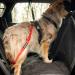 STUCH Universal Bungee Safety Belt for Dogs & Cats | Turquoise | Fits All Breeds & Car Types - Secure Travel Solution - Buy Online on GoSupps.com
