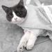 Nio Hong Cat Handbag - Anti-Bite Bathing & Showering Mesh Bag for Cats | Convenient Care for Grooming Medication & Nail Trimming - Buy Online on GoSupps.com