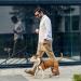 Beowanzk 5m Retractable Dog Leash for Small/Medium Dogs and Cats - One-Hand Brake Pause Lock (Gold) - Buy Online on GoSupps.com