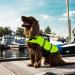 Nobby Dog Swimming Aid - Neon Yellow Size S (Back Length 30 cm Up to 10 kg) | Safe & Stylish Pool Accessory for Small Dogs - Buy Online on GoSupps.com