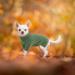 Shop Convinit Winter Dog Sweater for Small & Medium Breeds | Warm Knitted Roll Collar for Chihuahua Dachshund French Bulldog - Green - Buy Online on GoSupps.com
