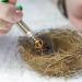 BioTat Syringe for Food | LOOFES HOLDEN Bird Feed Injector Kit - Easy Clean Hand Feed Set for Sick Birds | 20ml Edizin - Buy Online on GoSupps.com