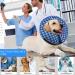 Ducomi Inflatable Pet Hinges for Dogs & Cats - Post-Operation Relaxation Freedom of Movement and Scratch Prevention - Hahnenstrag Size S - Buy Online on GoSupps.com