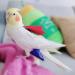 Buy Parrot Flight Suits - Protective Clothing for Birds | International Shipping - Buy Online on GoSupps.com