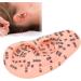 13 cm Ear Acupuncture Model | Ear Zone Pressure Point Learning Tool | International Shipping Available - Buy Online on GoSupps.com