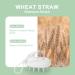 Aimike Scalp Massage Brush - Organic Shampoo Brush for Hair Growth Dandruff Reduction & Scalp Care - Light Pink - Buy Online on GoSupps.com