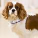 Senristar Personalized Reflective Leather Dog Collar - Engraved Name Tape for Small Medium & Large Dogs & Cats - M Size (2.0 cm Width 28-36 cm Neck) - Violet - Buy Online on GoSupps.com