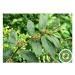 Naturix Amman Pacharisi Powder l Euphorbia Hirta Powder 100gm - Buy Online on GoSupps.com