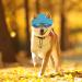 WEBEEDY 2 Sets Dog Hat and Sunglasses Set Summer Sunbonnet Adjustable Stripe Baseball Cap Pet Puppy Sunglasses for Outdoor Use - Buy Online on GoSupps.com