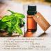 Dr. Woods Raw Black Peppermint Soap with Organic Shea Butter - 32oz | Nourish & Refresh | International Shipping Available - Buy Online on GoSupps.com
