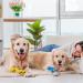 Heyu-Lotus Pet Vet Wrap for Dogs 5cm x 4.5m - 6 Rolls | Self Adhesive & Cohesive Bandages - Buy Online on GoSupps.com