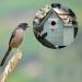 12PCS Bird Nest Box Protection Plates 32mm Wild Bird Boxes Garden Small Birds Metal Plate Birdhouses Bird Houses Robin Nest Box Sparrow Nest Box Owl - Buy Online on GoSupps.com