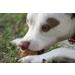 Roqsy Natural Chicken Dry Meat for Dogs | 100g Grain-Free Jerky Snack BARF Supplement Treats - Buy Online on GoSupps.com