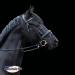 Buy Sprenger DynamicRS 16mm Single-Jointed Olive Head Bit - SENSOGAN Silver for Optimal Equestrian Performance - Buy Online on GoSupps.com
