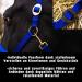 Adjustable Horse Halter for Warmblood Thoroughbred & Cold Blood Safe Tear-Resistant | Royal Blue Shetland Pony (Shetty) Stable & Pasture Use - Buy Online on GoSupps.com