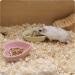 LuckyOpt Ceramic Heart-shaped Hamster Bowl - Small Pet Food and Water Bowl for Hamster, Guinea Pig, Gerbil, Hedgehog, Chinchilla, Parrot - Green - Buy Online on GoSupps.com