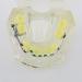 Dental Orthodontic Demonstration Model - Arch Wire Metal Bracket for Teaching & Study (Clear) | International Shipping - Buy Online on GoSupps.com