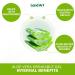 Pure Aloe Vera Drinkable Gel Cranberry Flavor 500ml - for Heartburn Relief & Acid Reflux - Cold-Processed - from Organic Fresh Leaves - Made in Canada (Pack of 2) 500 ml (Pack of 2) - Buy Online on GoSupps.com